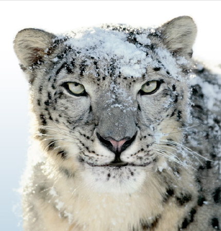 [fearsome snow leopard from apple]