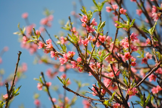 pink-purple flowers on a tree
